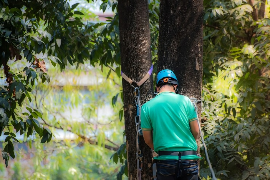 Tree Surgeon